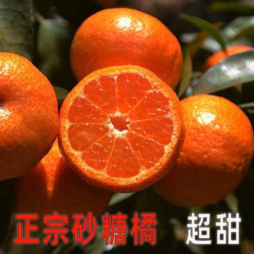 連州正宗農村現摘砂糖橘20斤